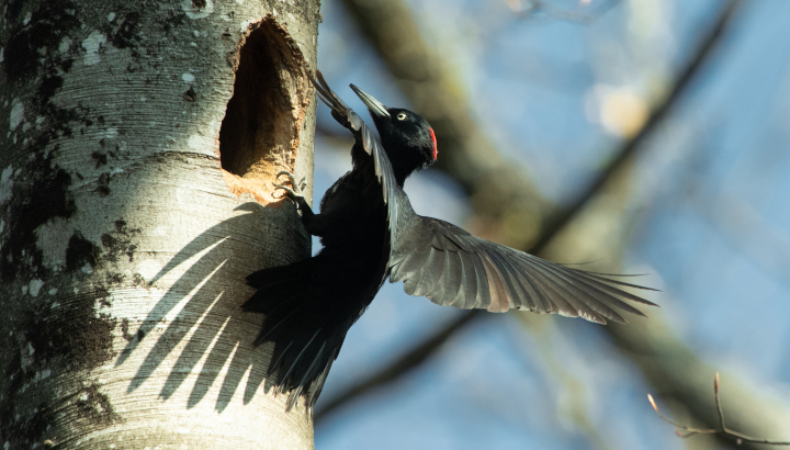 Les oiseaux des bois de Saint-Pierre